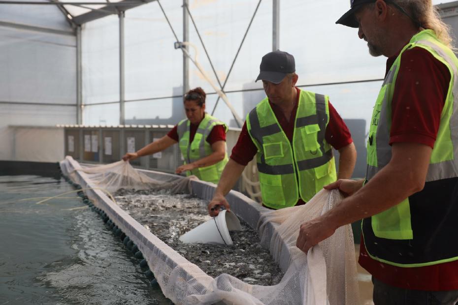 Muğla’dan Dünya Pazarlarına 33 Milyon Yavru Balık İhracatı Yaptı