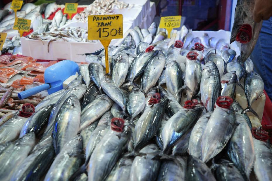 Karadeniz'de Sezonun İlk Gününde Palamut Rekoru Kırdı