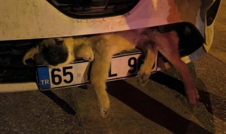 Otomobilin çarptığı köpek tampona sıkıştı: İtfaiye kurtardı – Son Dakika Türkiye Haberleri