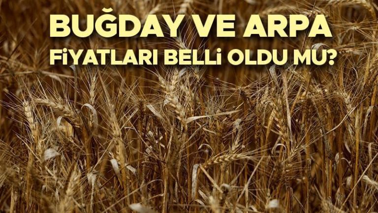 BUĞDAY ALIM FİYATLARI 2025 | TMO buğday ve hububat fiyatları ne zaman açıklanacak, buğday fiyatları belli oldu mu? İşte güncel taban fiyatları!